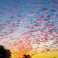 Evening Dotted Sky