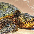 Sea Turtle Resting